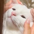 飼い主さんに構ってほしいネコ→『イタズラ』をして…可愛すぎる『お説教タ…