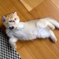 猫が床の上で『クネクネ』動いているときの理由4つ　気付いてあげたい…