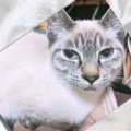 多頭飼育崩壊の家からやってきた猫シャルル。迎え入れから現在までの…