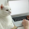 猫を『喜ばせる』飼い主の行動5つ♡理由やポイントも要チェック！