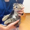 『子猫の4兄弟』を一匹ずつケージに移動したら…まさかの『可愛すぎる…