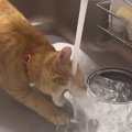 不器用な猫が『蛇口から出る水』を飲もうとした結果…想像を遥かに超え…