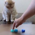 ペットボトルのキャップでシャッフルゲーム！猫ちゃんは当てられるか…