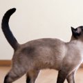 猫の『しっぽが固くなる』ときの原因3つ