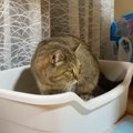 トイレするたびに『偉いぞ』と褒められまくった元野良猫…まさかの変化…