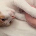 兄猫のことを可愛がっていたら…次の瞬間→後ろから見ていた妹猫の『可…