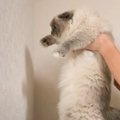 『賢い猫は壁に手をつく？』検証してみた結果…挑戦の様子が可愛すぎる…