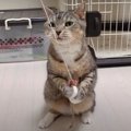 ねずみさんの弱点は？的確に狙う猫ちゃんハンター