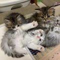 猫のことで頭がいっぱい！猫中毒から抜け出す方法！？