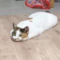 撮影されていることに気がついた猫…凄まじい顔の『圧』が面白すぎると…