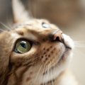 猫はなんで『鼻をヒクヒク』するの？知られざる2つのワケと注意点を解…