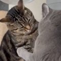 先輩猫から『にゃんプロ』を仕掛けられた後輩猫→近くにいた飼い主さん…