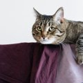 猫がいる場所で『部屋干し』をするときの注意点3つ　湿気やニオイが与…