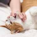 猫の『よだれ』が多く垂れているときの原因3つ　病気のリスクから取るべき…