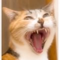 大きなあくびをしている猫を撮っていたら、一瞬で……予想外の『変化』…