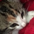 ひとりぼっちの子猫はサイクリング中の夫婦にレスキューされハッピー…