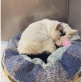 家を出たら、道路に大ケガをしている『ボロボロの猫』が…保護してお世…