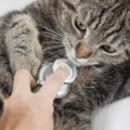 猫を『不健康』にさせてしまう飼い主のNG行為5つ