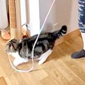 家の中を歩き回るネコ→くわえたヒモの先にはパパがいて…どう見ても『立場…