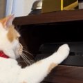 猫がゲーム機と戦い始めて５年…いつも通り『ボタンを押した』次の瞬間→ま…
