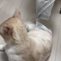 ゴムに引っかかってしまった猫→歩き出したかと思ったら…思わぬハプニング…