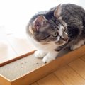 猫が突然『勢いよく爪とぎ』を始める理由5つ　知らないと見逃すストレスサ…