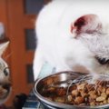 ごはん残すかニャ？食べるのが遅い猫さんの残りを狙う猫さんたち