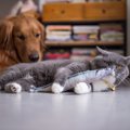 猫用と犬用のオモチャの違い３つ