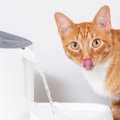 猫に決して飲ませてはならない『水』4選　起こりうるトラブルや注意点を解説