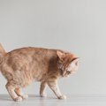 猫の『しっぽがベタベタする』のは病気のサインかも？！考えられる病…