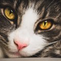 猫の『視力を低下させる』病気5選　目が見えない、見えづらい猫の特徴…