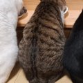 ごはんを食べる4匹の猫→『しっぽ』に注目すると…まさかの光景に「すごい！…