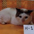 人を警戒している雰囲気のあった元保護猫が、現在……思わず笑顔になる…