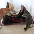 猫2匹が柴犬のお家にイタズラをした結果、ガチで気まずい雰囲気になっ…