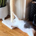 『爪が引っかかった猫』を見ていたら…思わず爆笑の『まさかすぎる行動』が…