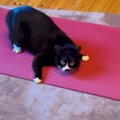 ヨガマットの上で『はしゃぐ猫』→飼い主さんの方に駆け寄ってきて…可…