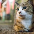 【猫好き必見】猫にまつわるパワースポット4選♡それぞれの特徴や感じるパ…