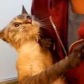 猫ちゃんをお風呂に！またもや傷だらけになるのかそれとも…？