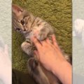 眼福♡フワフワのお腹を「もふもふ」させてくれる子猫が可愛すぎ