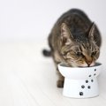 猫の『療法食』は飼い主判断であげてはダメ！正しい与え方や必要にな…