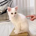 子猫が『荷物の開封を邪魔した』結果…全然開けさせてくれない光景が微…