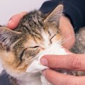 猫の『鼻水』5つの色別にみる、それぞれの原因　何色が一番危険？