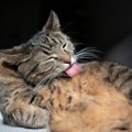 猫が執拗に『体を舐めている』ときの原因4つ　過剰に行うリスクや対処法も…