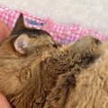 ソファでお昼寝していた猫が『エビフライそっくり』だと話題に…まさかの光…