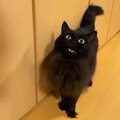 「早く寝るにゃ！」夜ふかししている飼い主さんを優しく注意する黒猫…