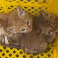 川に落ちたところを救助された『兄弟の子猫』→引き取った結果…『泣ける話…