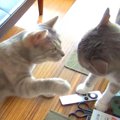 顔を合わせるたび、バトルが始まる２匹の猫→仲が悪いのかと思いきや……
