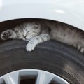 『猫バンバン』をご存じですか？冬場に欠かせない「猫の命を守る行為…