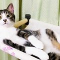 猫が『嬉しい』時だけに見せる態度4つ