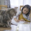 かわいい猫の塗り絵をご紹介！大人も楽しめる商品まで